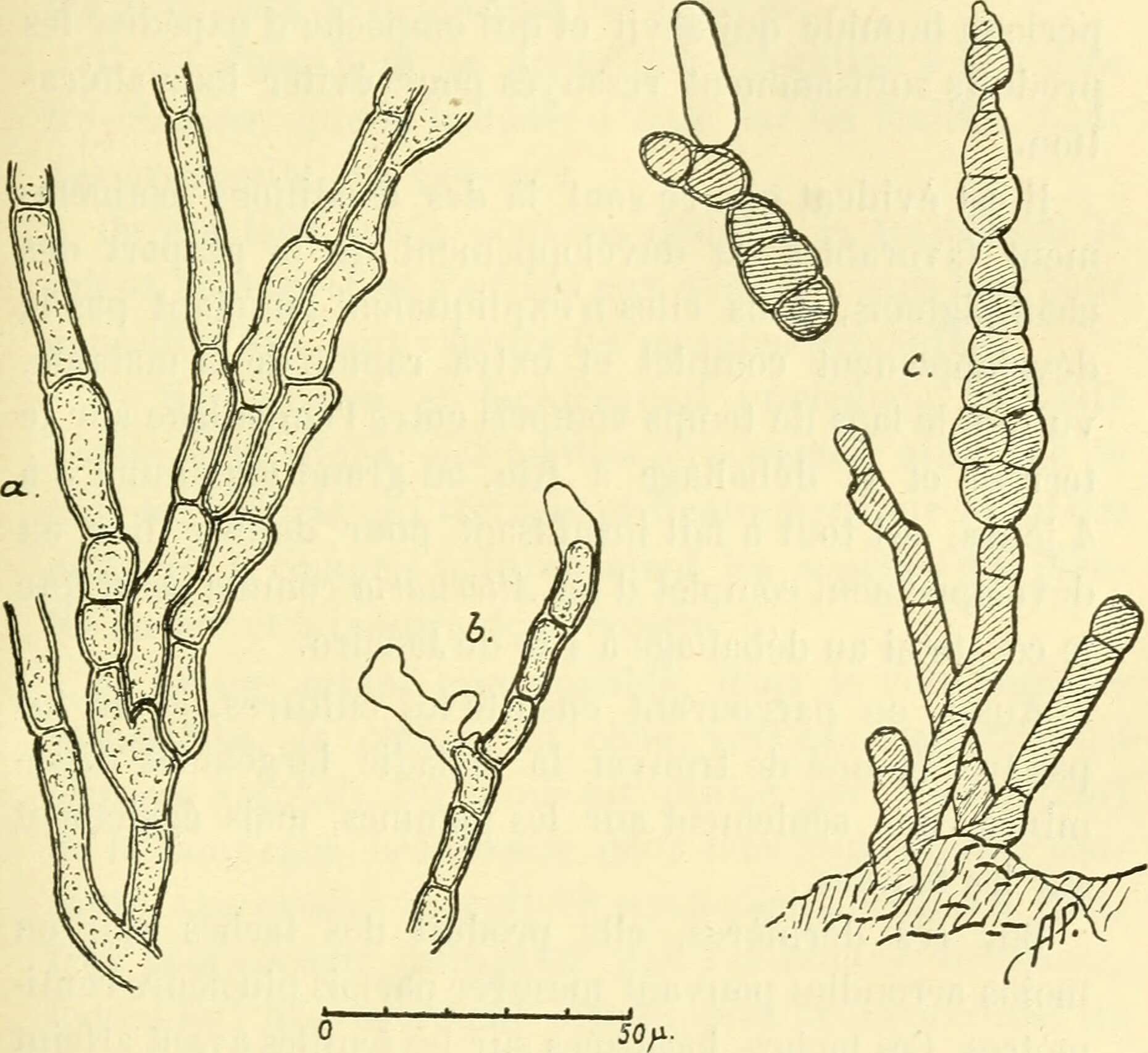 Image of Alternaria brassicae (Berk.) Sacc. 1880