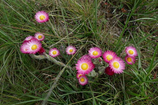 Image of Pink everlasting