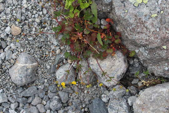 Image of Potentilla crantzii (Crantz) Beck