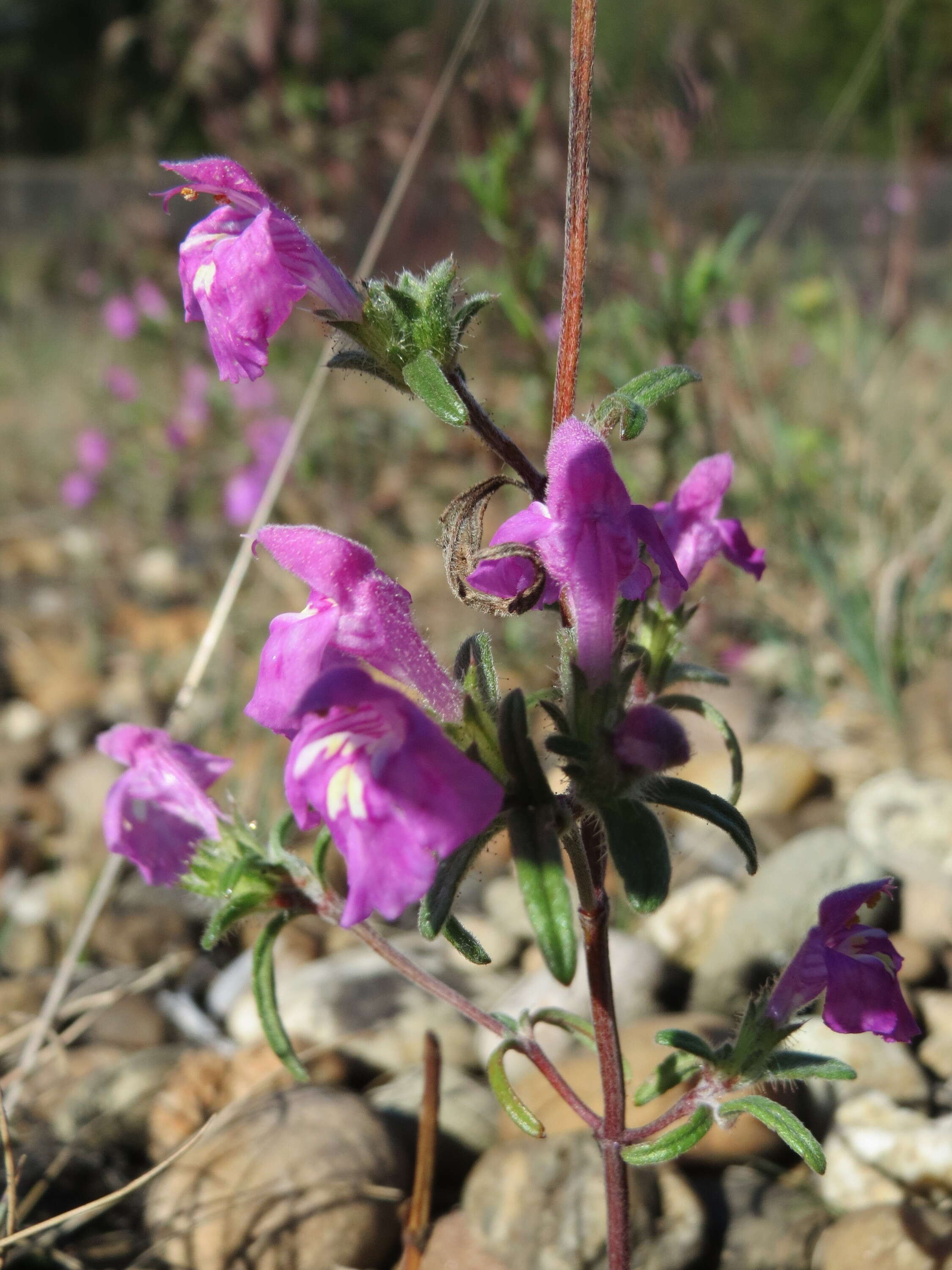 Image of Red hemp-nettle