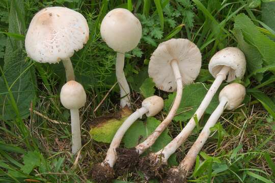 Image of Macrolepiota excoriata (Schaeff.) Wasser 1978