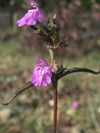 Image of Red hemp-nettle