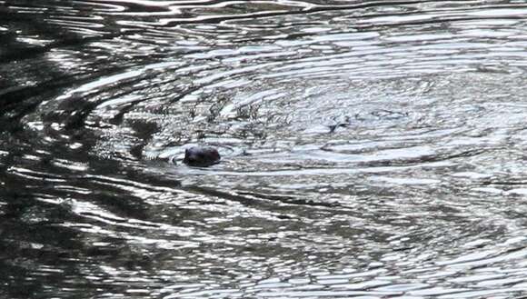 Image of Spotted-necked otter