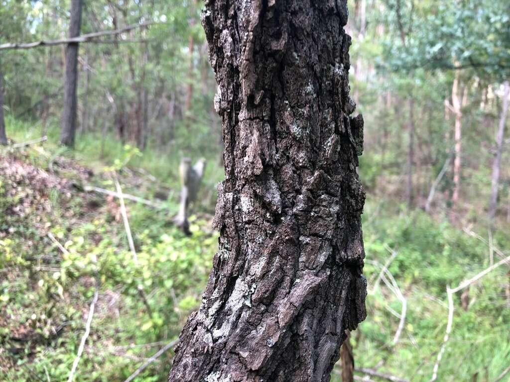 Imagem de Eucalyptus melanophloia F. Müll.