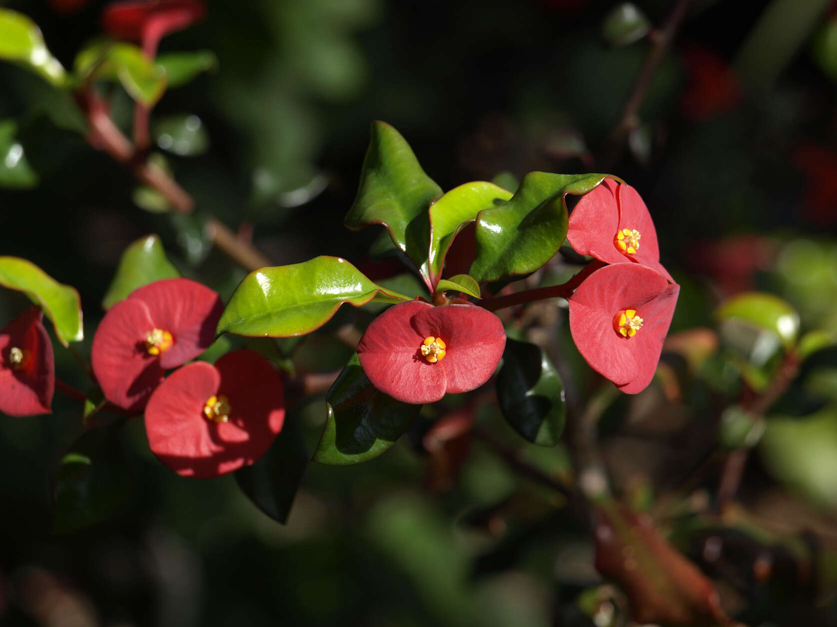 Image of Euphorbia geroldii Rauh