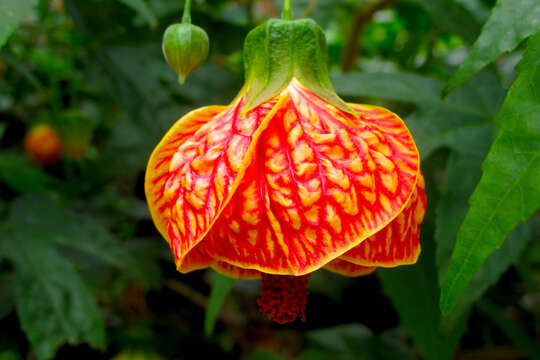 Image of Painted indian mallow