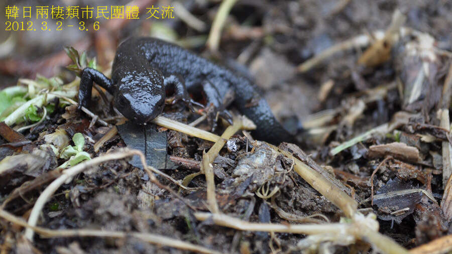 Image of Japanese Fire-bellied Newt