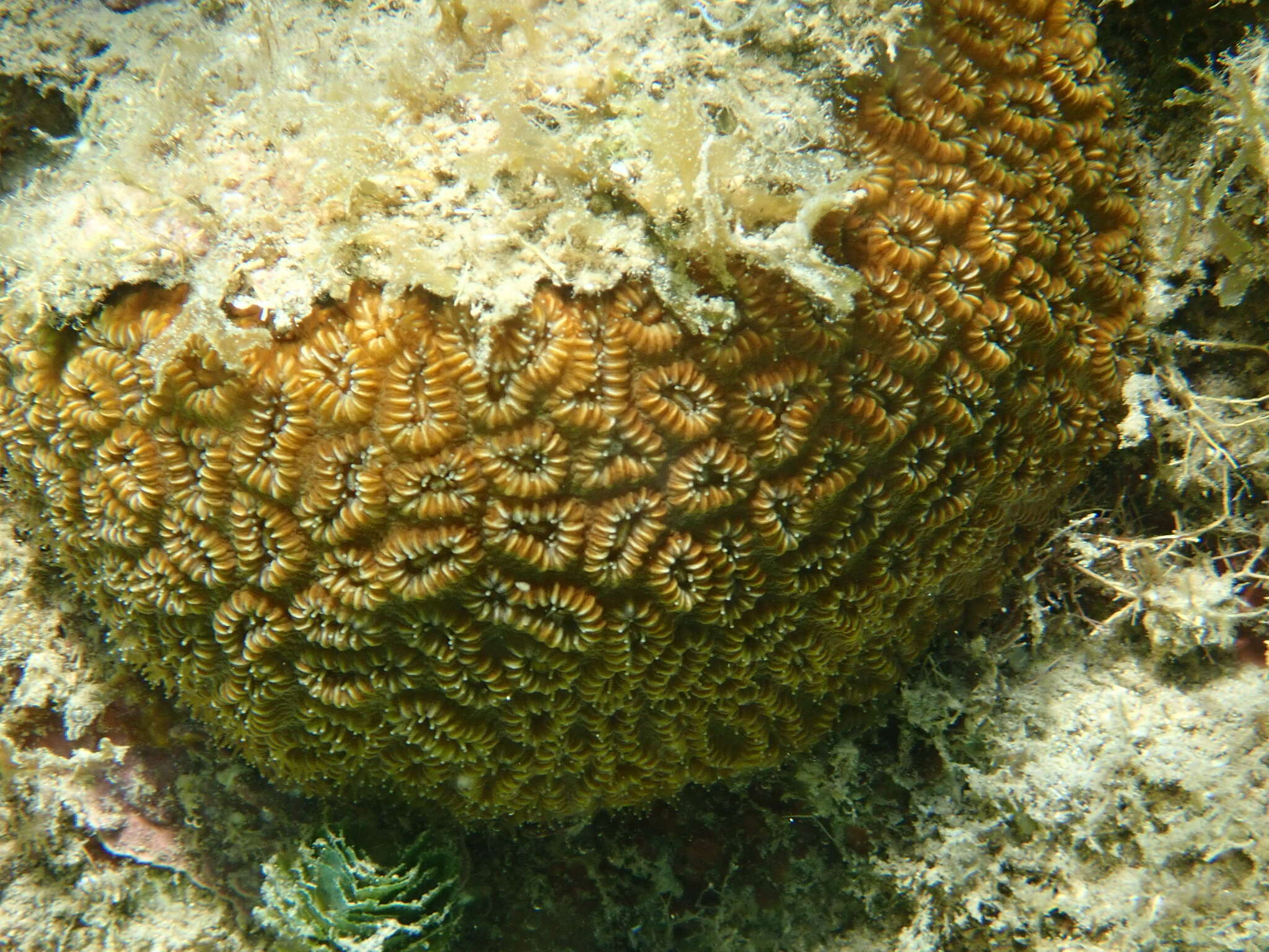 Image of Golfball Coral