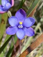 Thelymitra cornicina Rchb. fil.的圖片