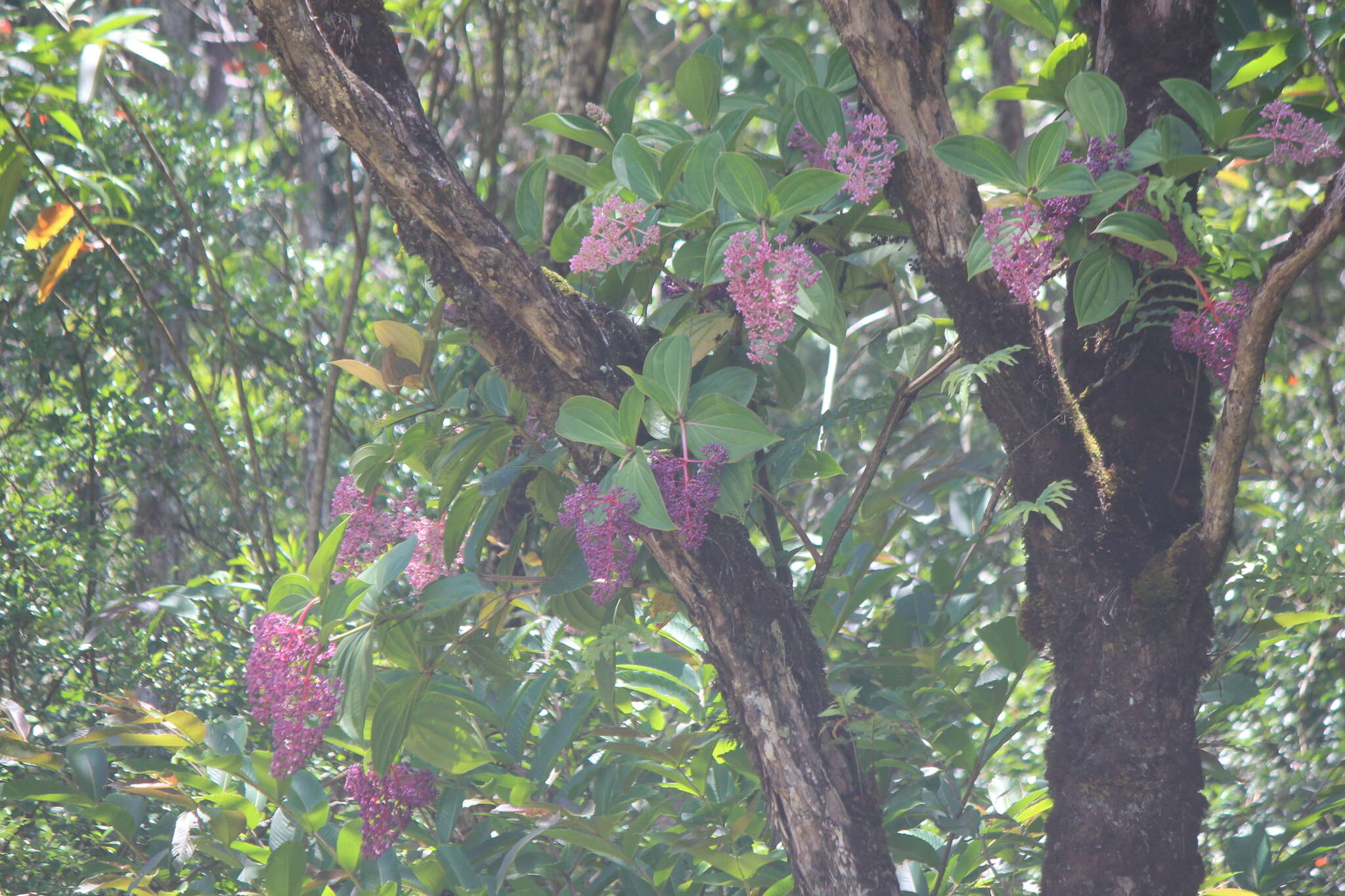 Image of Medinilla cumingii Naud.