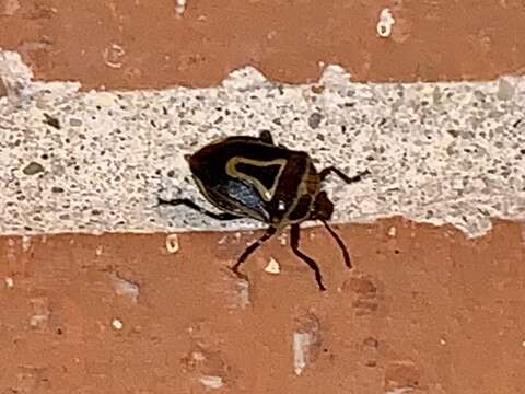 Image of Two-spotted Stink Bug