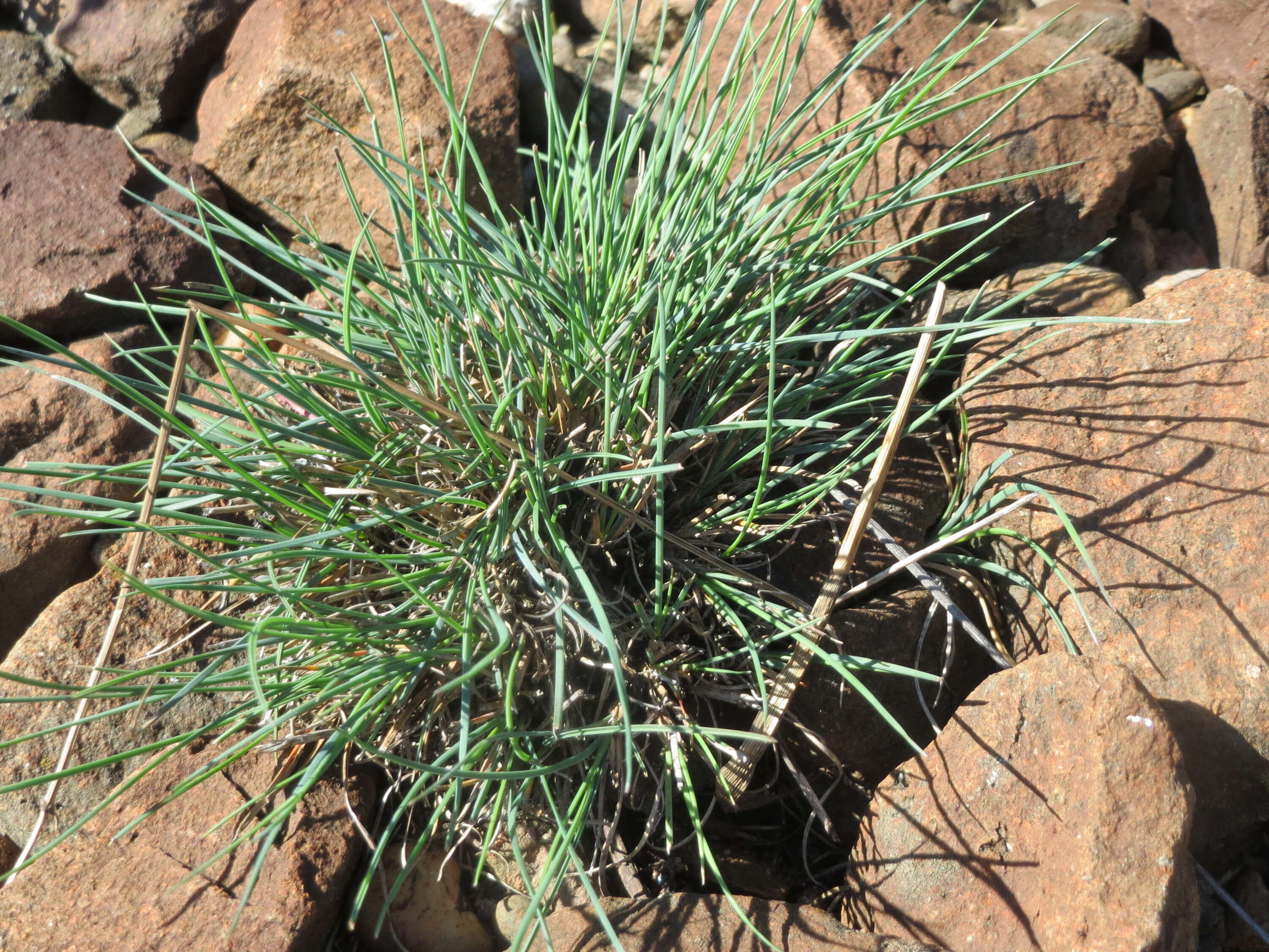 Image of Annual Meadow Grass