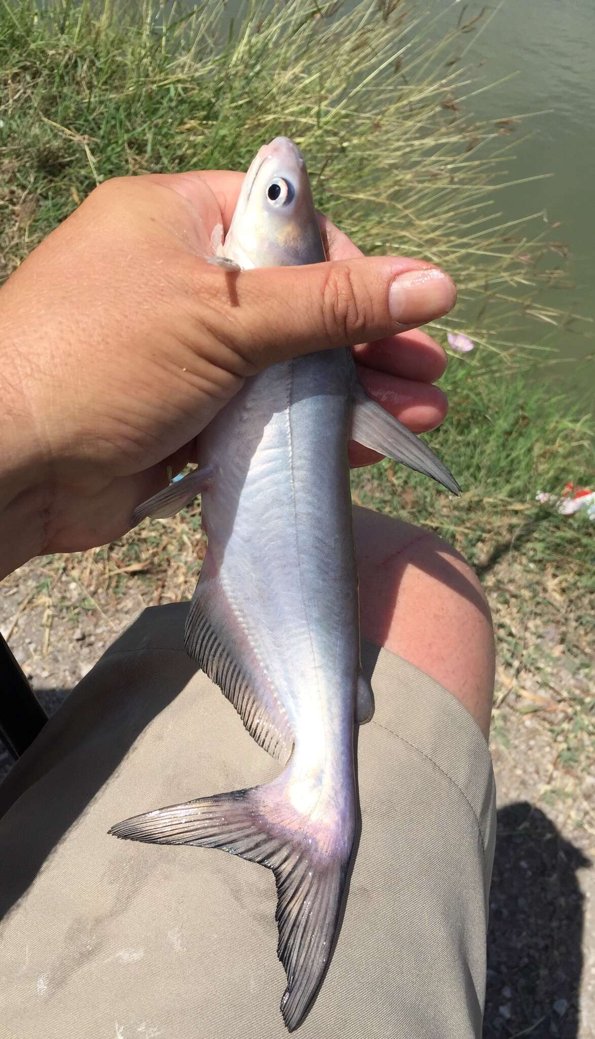 Image of Blue catfish