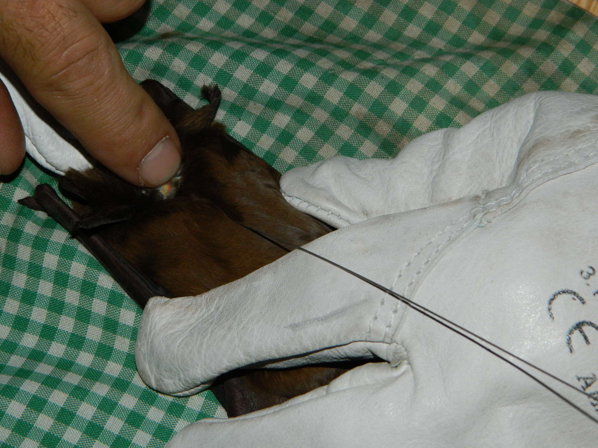 Image of Giant Noctule