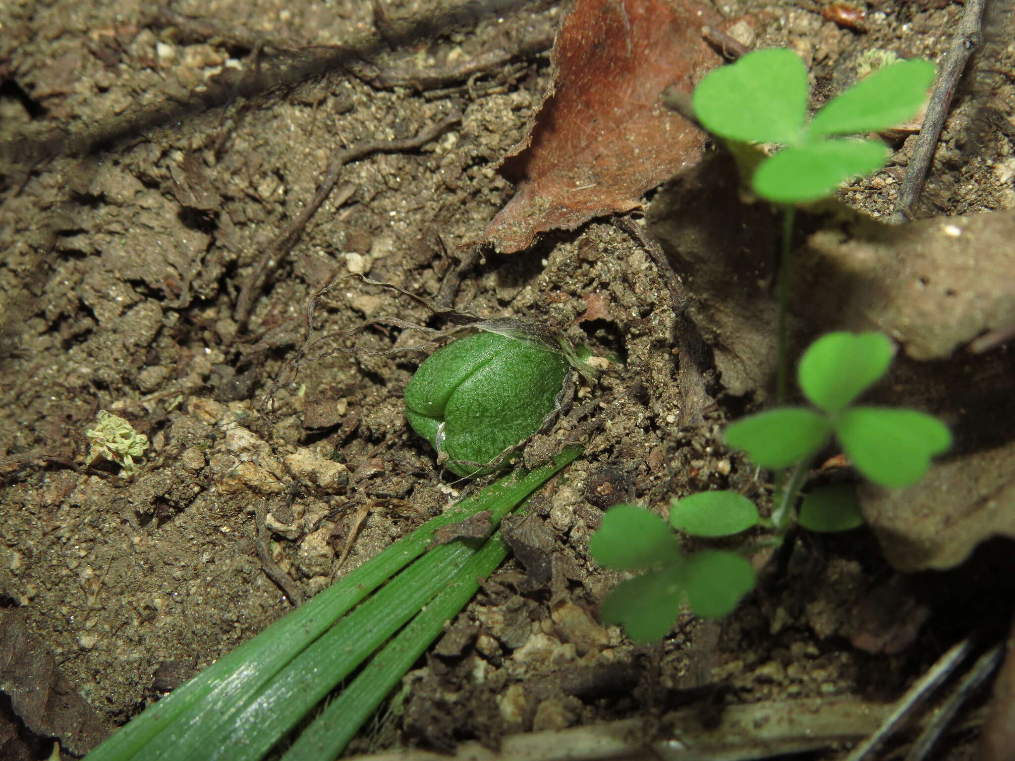 Image of Miersia humilis