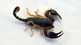 Euscorpius flavicaudis (De Geer 1778) resmi