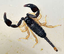 Euscorpius flavicaudis (De Geer 1778) resmi