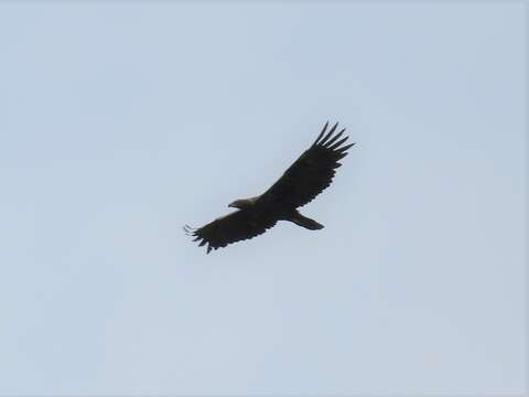 Image of Aquila chrysaetos chrysaetos (Linnaeus 1758)