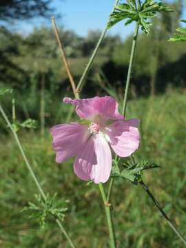 Image of musk mallow