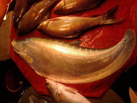 Image of Thousand dollar knife fish