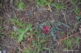 Image of Astragalus incanus L.