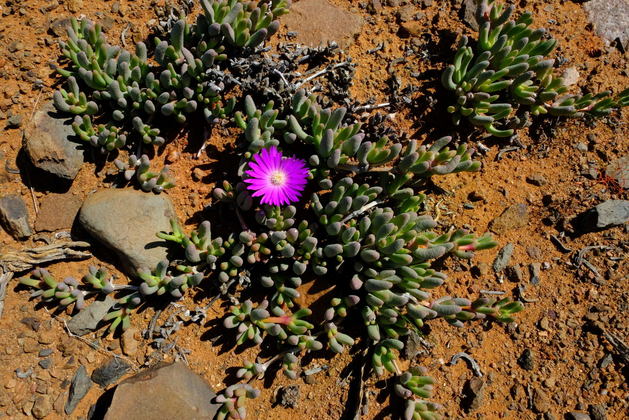 Слика од Cephalophyllum curtophyllum (L. Bol.) Schwant.