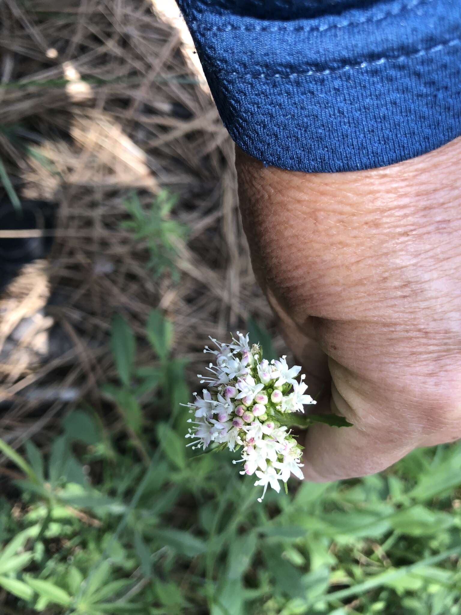 Image of California valerian