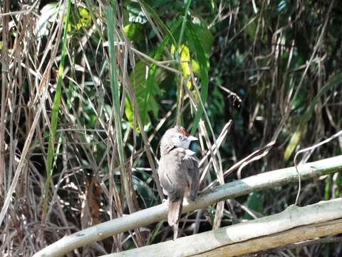 Image of Rufous-fronted Thornbird