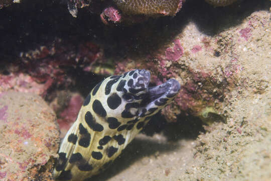 Image of Spotted moray