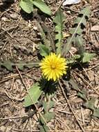 Image of Taraxacum mongolicum Hand.-Mazz.