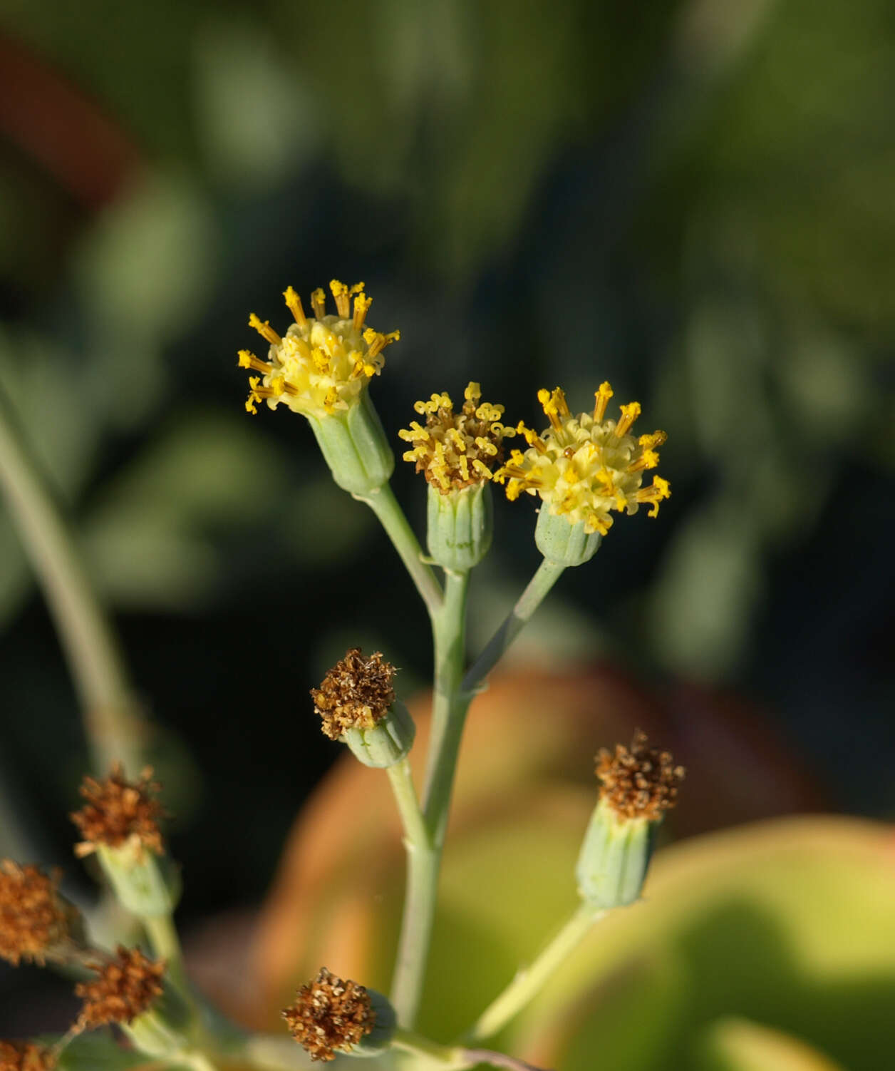 Senecio kleiniiformis的圖片