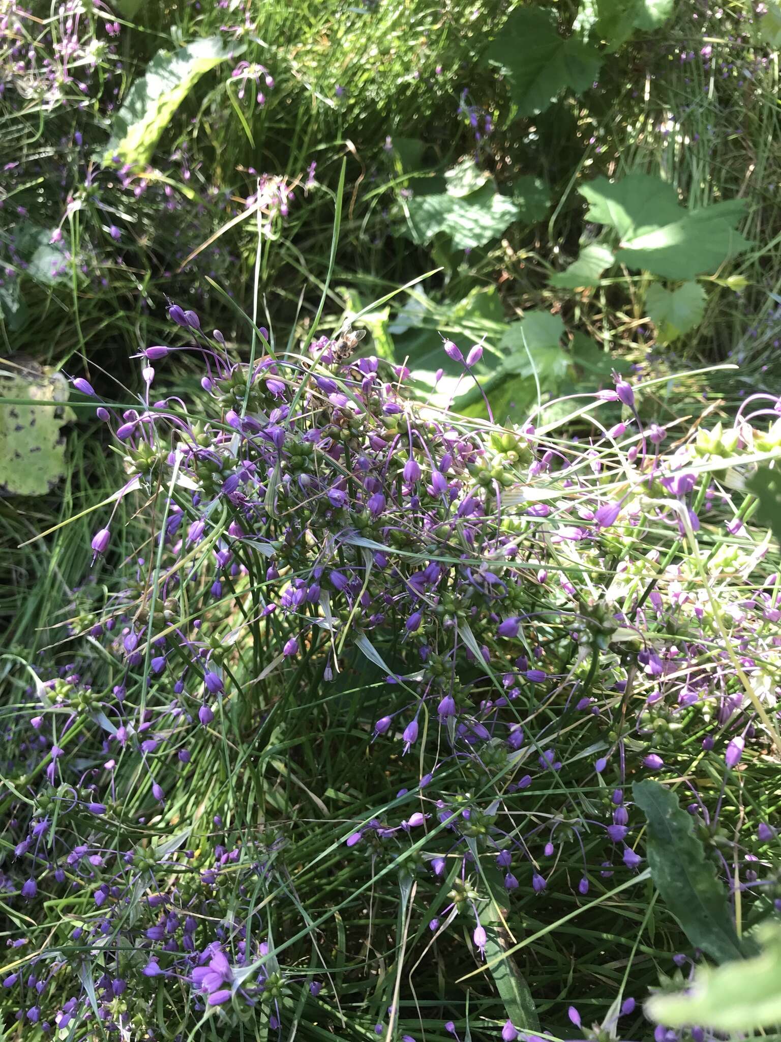 Image of Allium carinatum L.