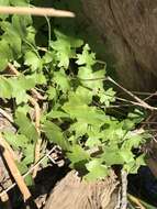 Image of Hydrocotyle acutiloba (F. Müll.) Wakef.