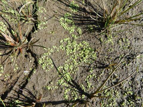 Image of Riccia huebeneriana subsp. sullivantii (Austin) R. M. Schust.