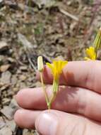 Image of limestone hawksbeard