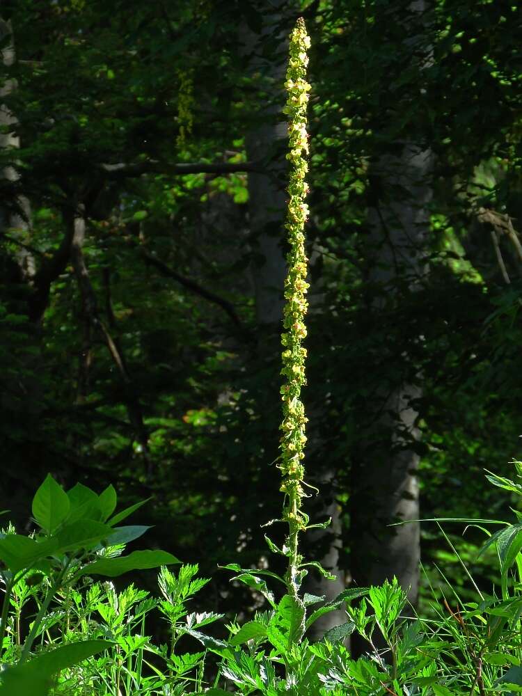 صورة Verbascum alpinum Turra