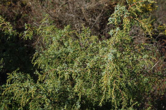 Image de Juniperus oxycedrus subsp. transtagana Franco