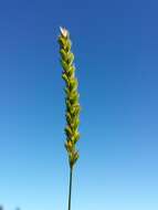 Image of Crested dogstail grass