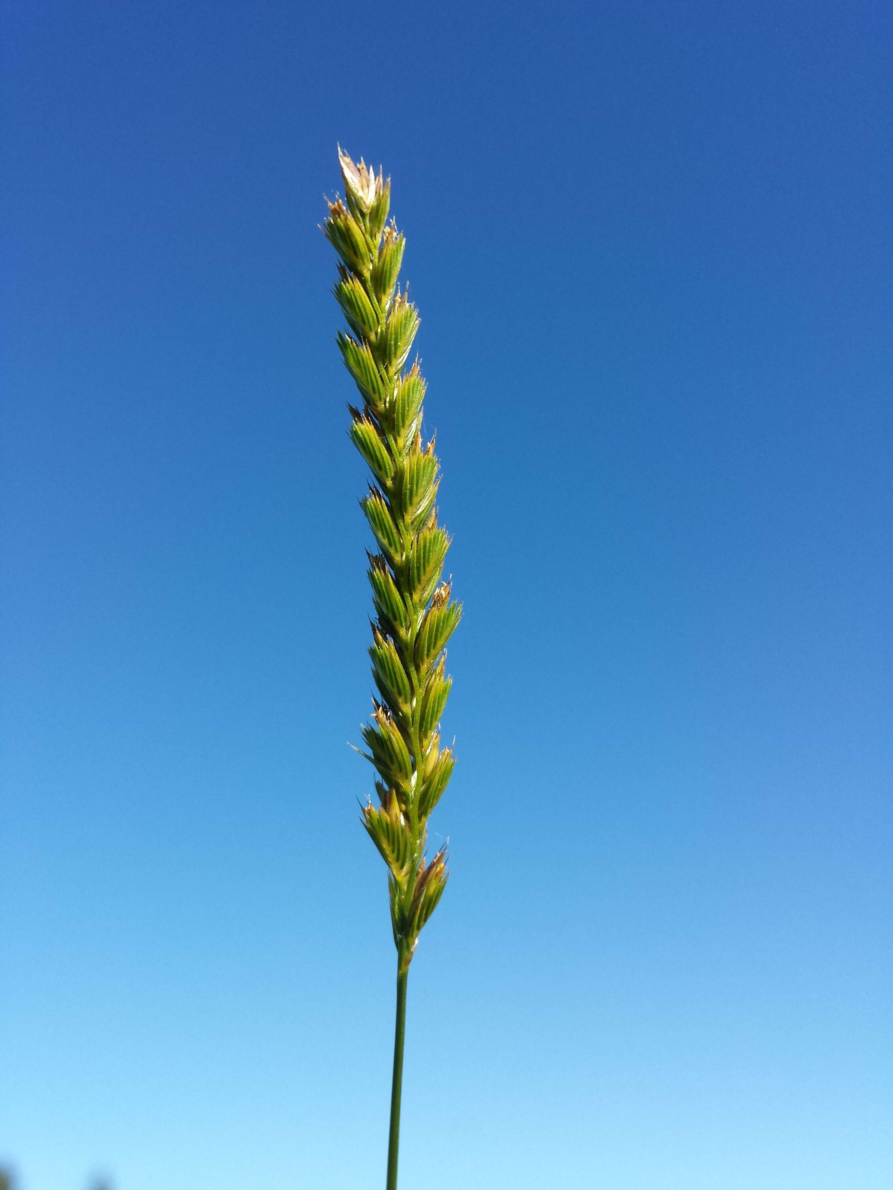 Image of Crested dogstail grass