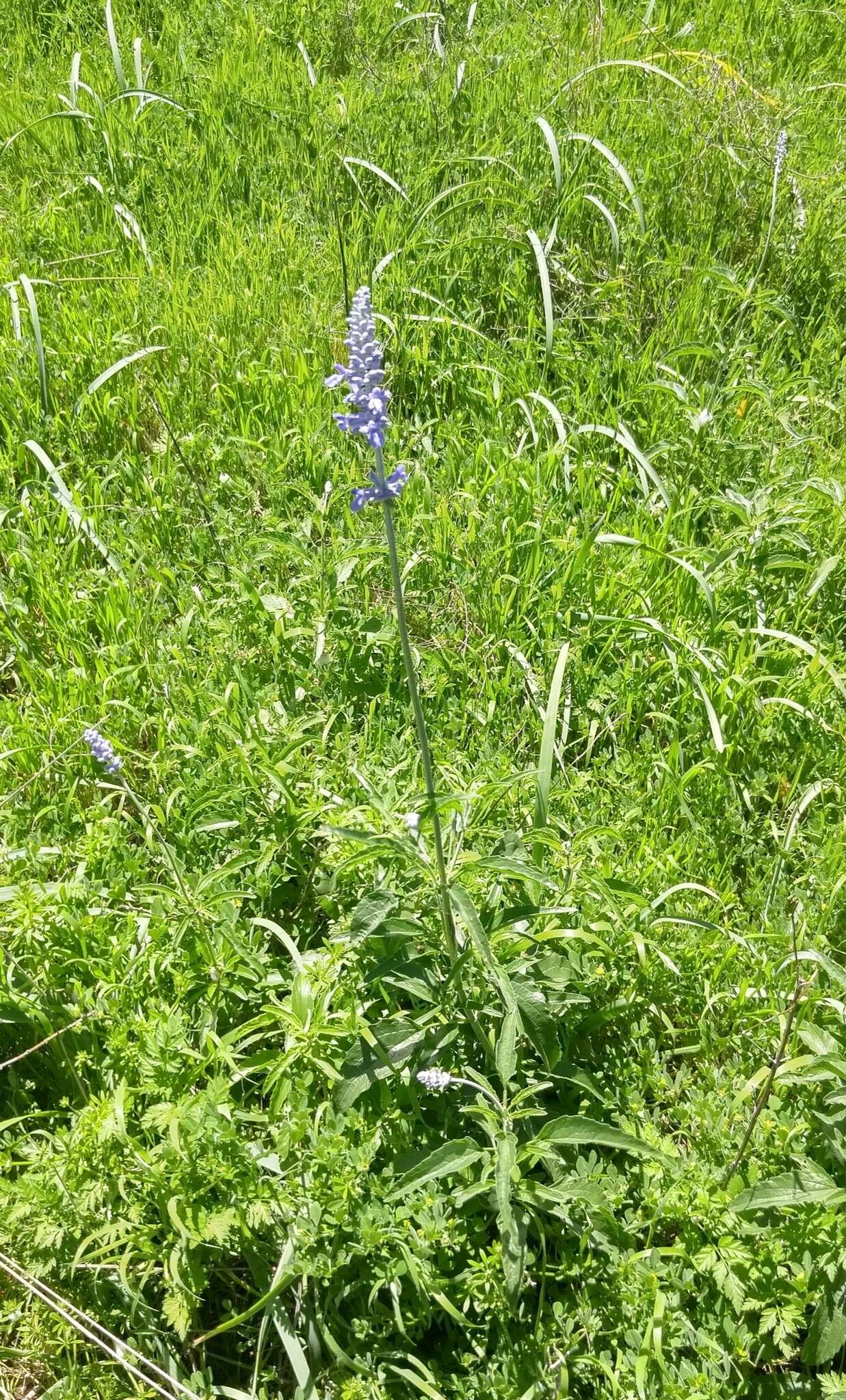 Image of mealycup sage