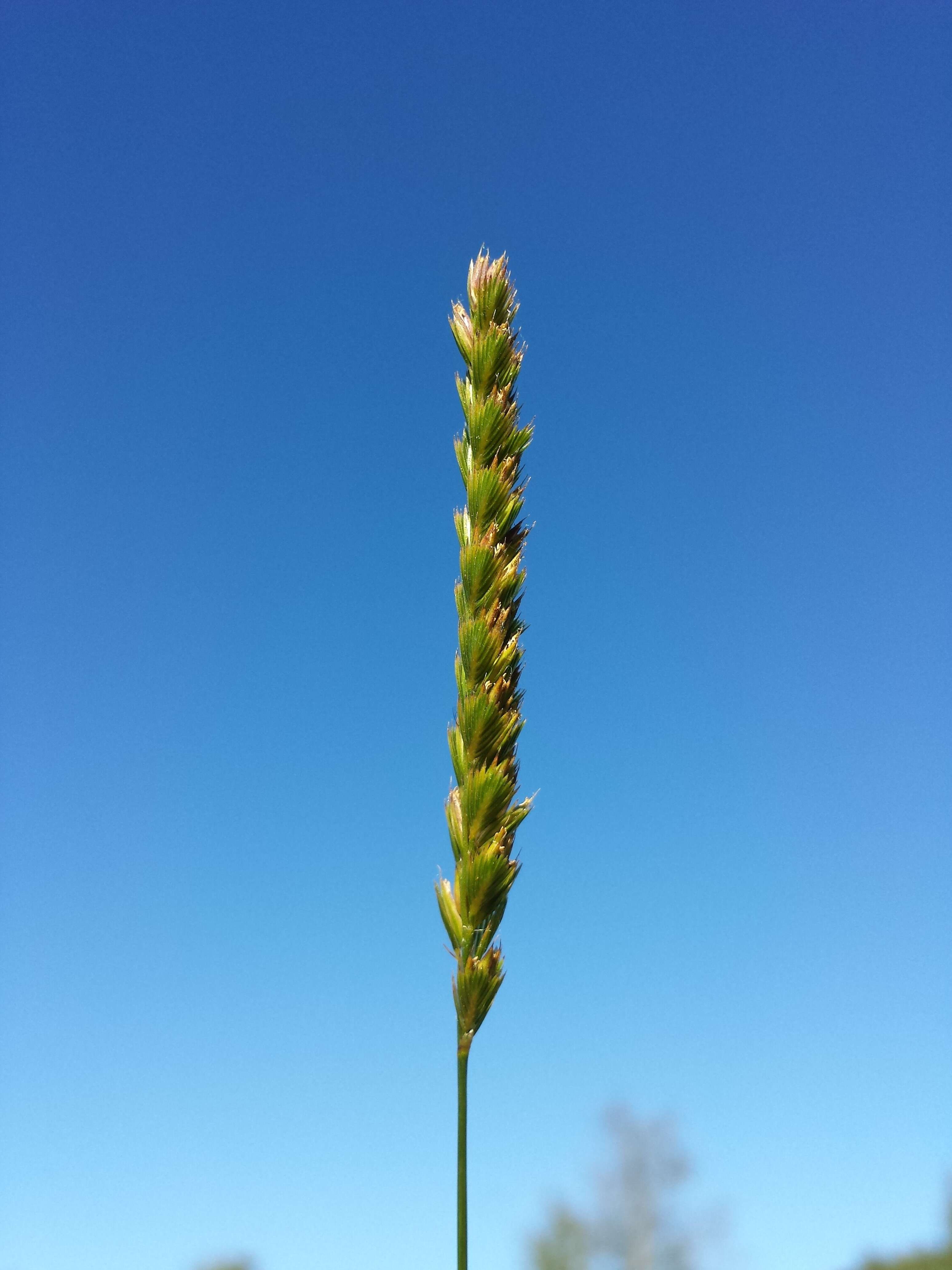 Image of Crested dogstail grass