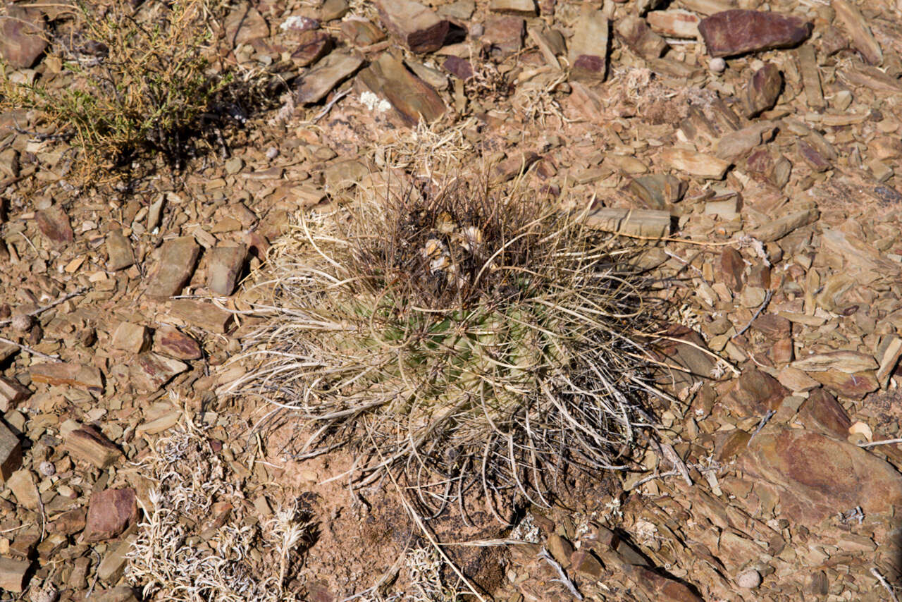 Image of Parodia maassii (Heese) A. Berger