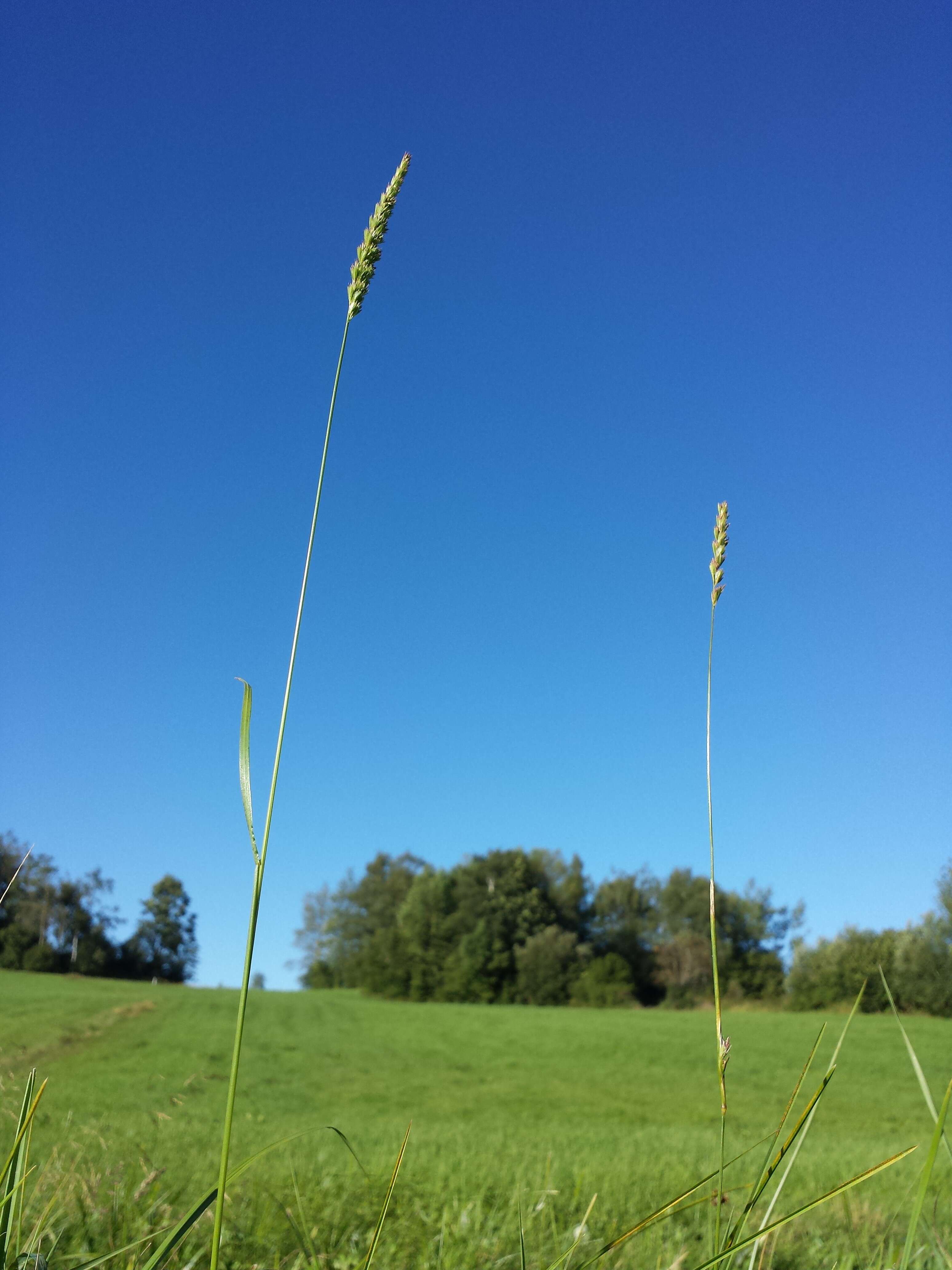 Image of Crested dogstail grass