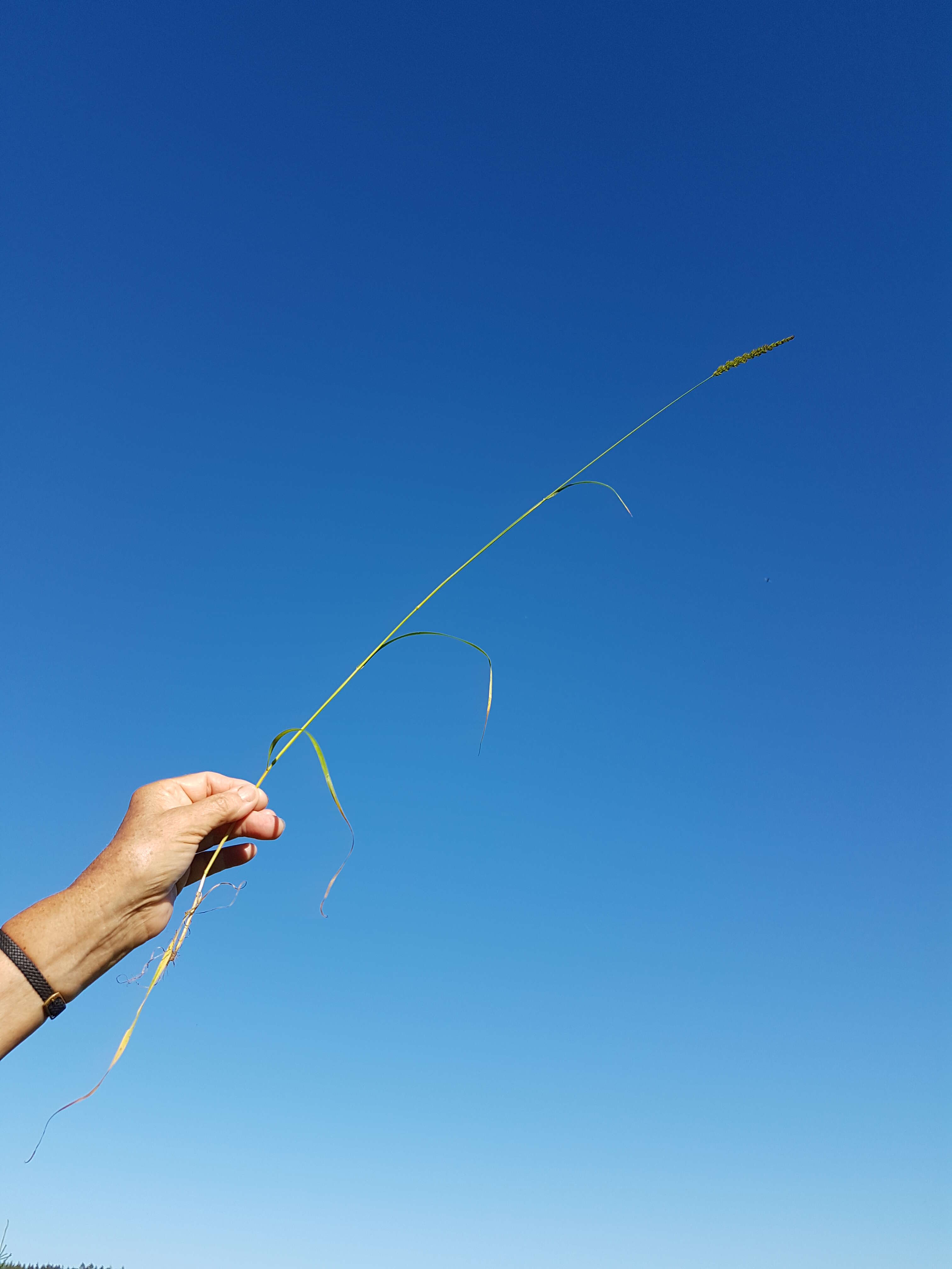 Image of Crested dogstail grass