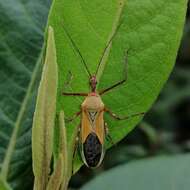 Image of Zelus laticornis (Herrich-Schaeffer 1850)