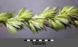 Image of Crested dogstail grass