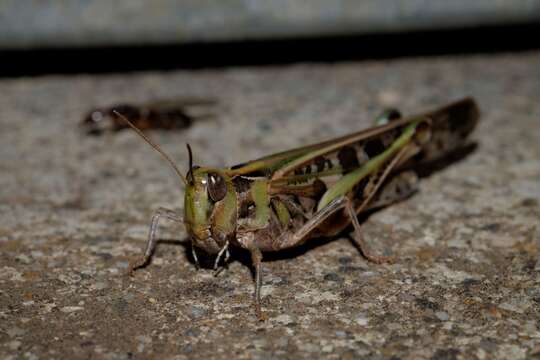 Image of Australian plague locust