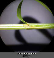 Image of Crested dogstail grass