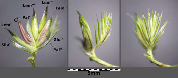 Cynosurus cristatus L. resmi