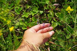 Image of Polygala tenuifolia Willd.